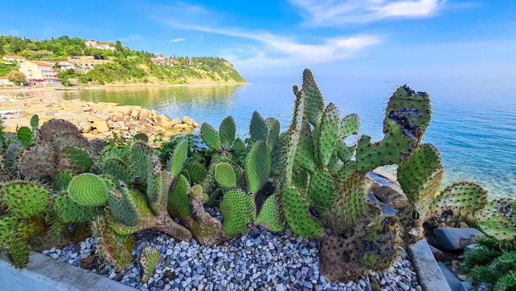 AAM Slowenische Kueste Kakteen mit Blick auf die slowenische Kueste Shutterstock