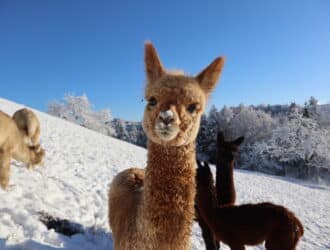 2023 Alvaro c Joggabauer Suedsteiermark Ulrike Elsneg