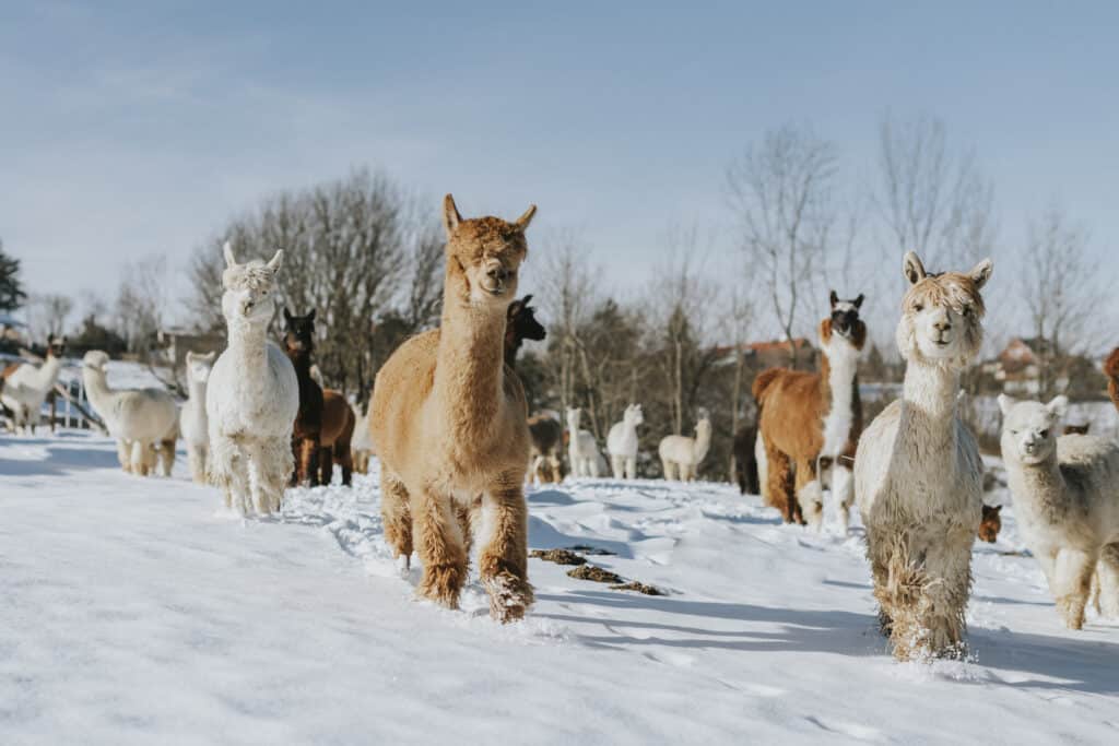 𝐖𝐢𝐧𝐭𝐞𝐫-W𝐮𝐧𝐝𝐞𝐫-W𝐮𝐬𝐜𝐡𝐞𝐥 4 alpacapowder 10 cdieSonne 1